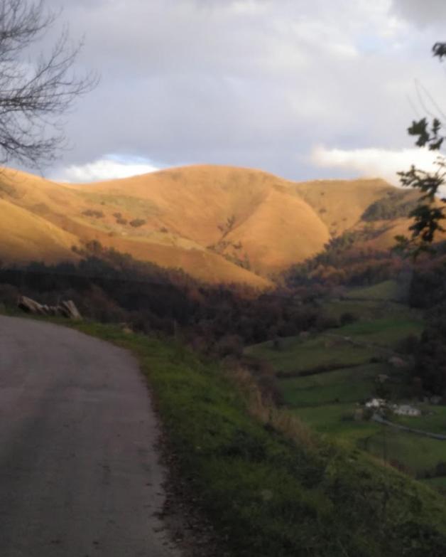 Pasiega Unica Selaya